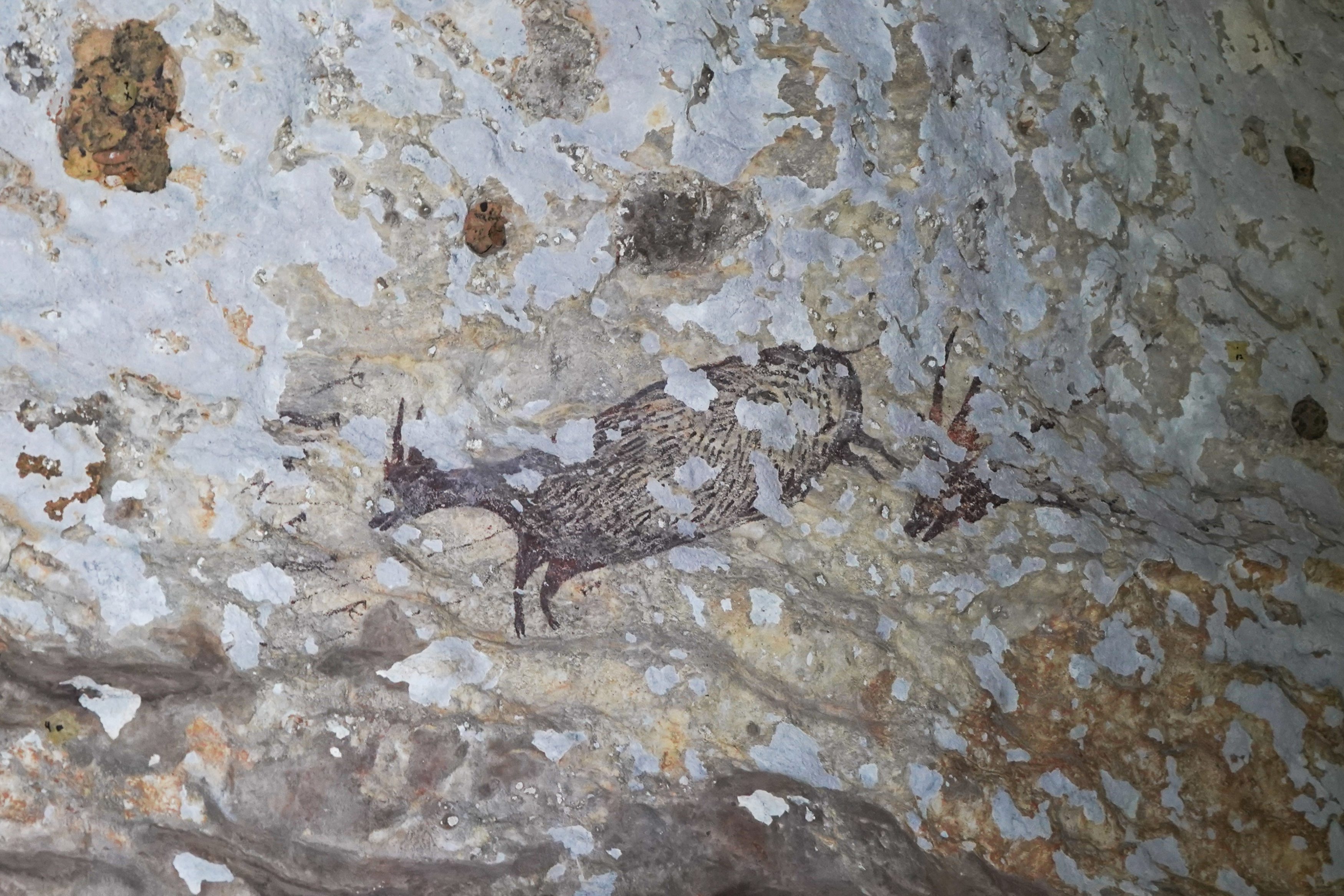 Indeks Keanekaragaman Hayati Meningkat, Bukti Komitmen SIG dalam Konservasi Warisan Arkeologi Dunia Bulu Sipong 4